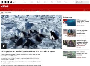 killer-whale_bbc