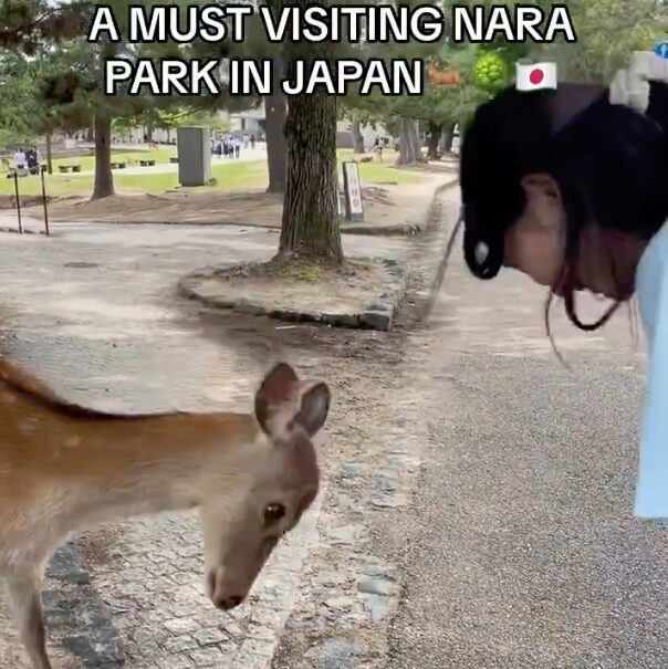nara-deer