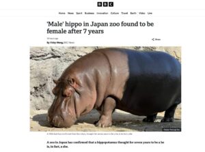 Male hippo found to be female