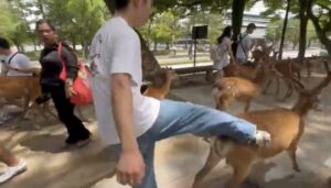 kicking Nara deer