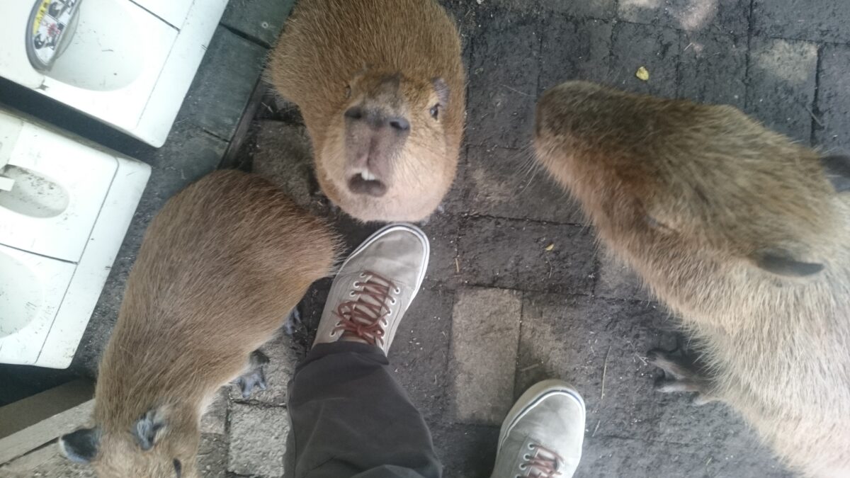 Guinea pig bridge