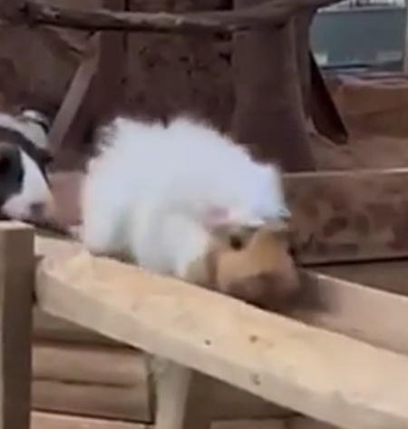 Guinea pig bridge