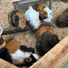 Guinea pig bridge